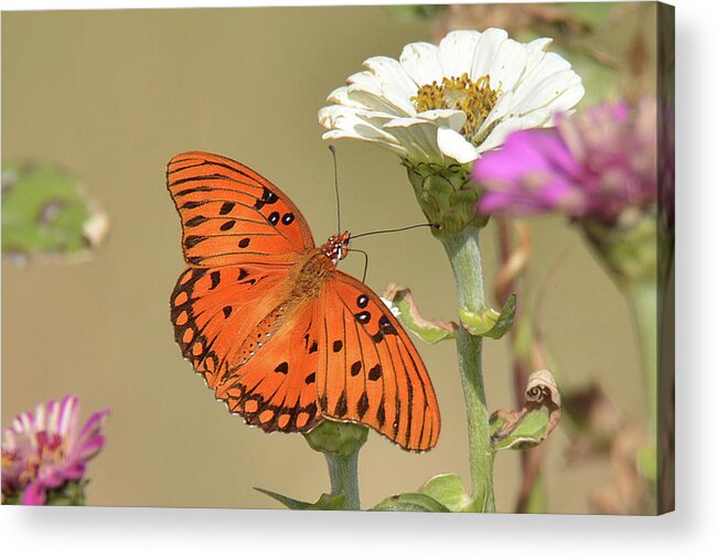 Insect Acrylic Print featuring the photograph Diana Butterfly by Alan Lenk