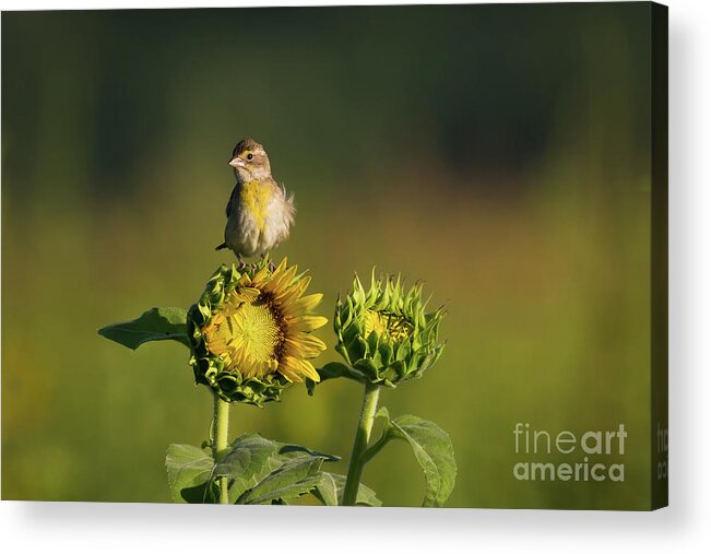 Bird Acrylic Print featuring the photograph Dickcissel Sunflower by Andrea Silies