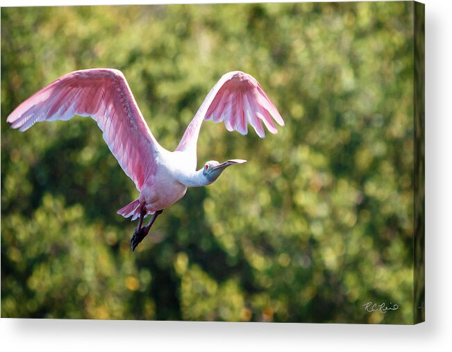 Florida Acrylic Print featuring the photograph Ding Darling - Roseate Spoonbill - Wings High by Ronald Reid