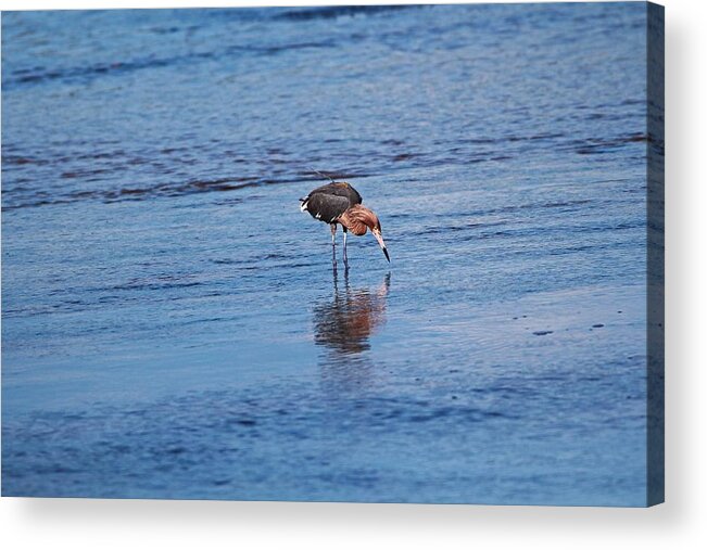 Reddish Egret Acrylic Print featuring the photograph Ding Darling's Number One II by Michiale Schneider