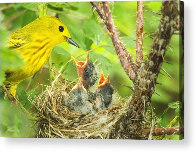 Yellow Warbler Acrylic Print featuring the photograph Dinner At The Warblers by Gary Beeler