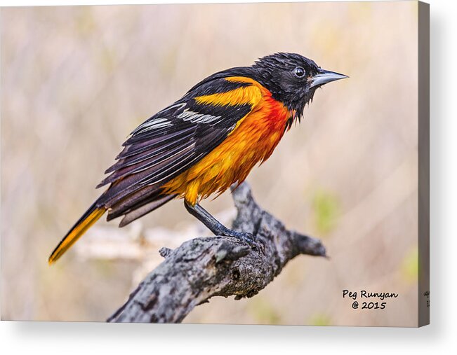 Bird Acrylic Print featuring the photograph Disgruntled Oriole by Peg Runyan