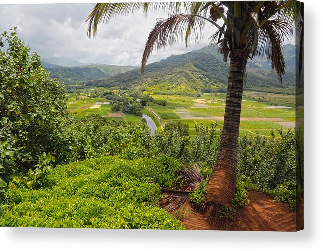 Landscape Acrylic Print featuring the photograph Distant Fields of Taro by Jim Vance