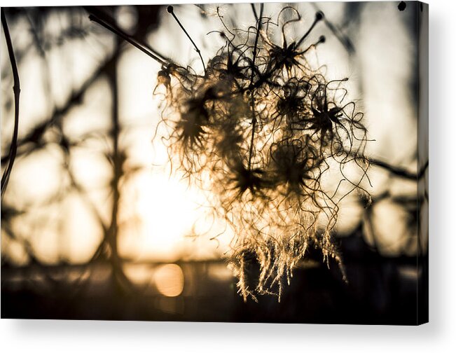 Bloom Acrylic Print featuring the photograph Distant Shine by Miguel Winterpacht