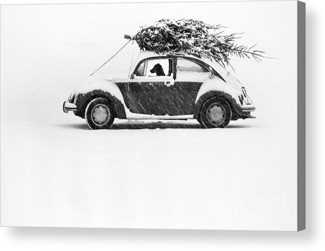 Animal Acrylic Print featuring the photograph Dog in Car by Ulrike Welsch and Photo Researchers