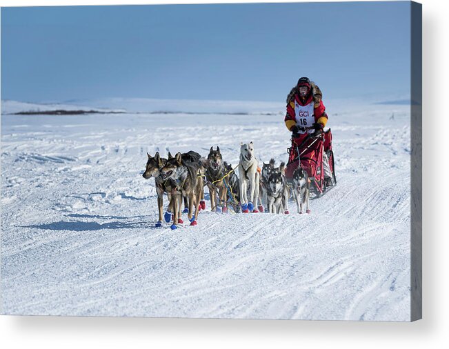 Alaska Acrylic Print featuring the photograph Dog Team on Iditarod Trail by Scott Slone