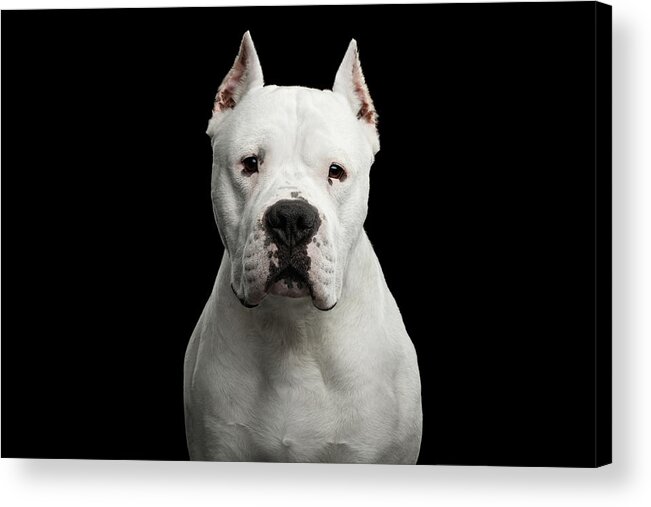 Argentino Acrylic Print featuring the photograph Dogo Argentino by Sergey Taran