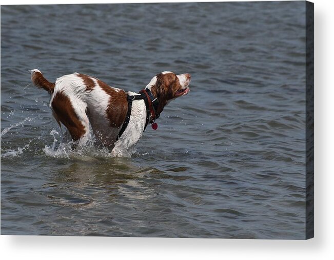 Pointer Pointer Canvas Prints Acrylic Print featuring the photograph Dogs 343 by Joyce StJames