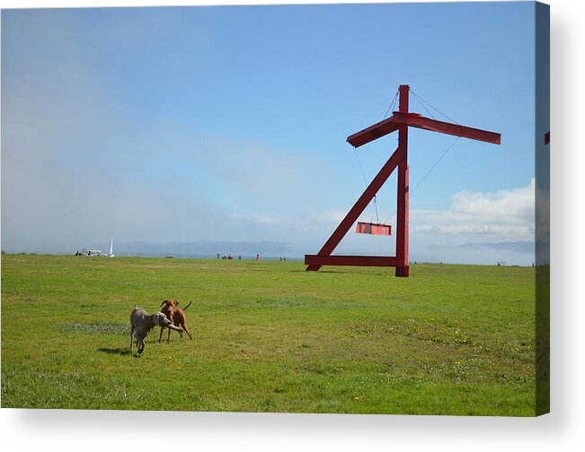 Crissy Field Acrylic Print featuring the photograph Dogs at Crissy Field by Erik Burg