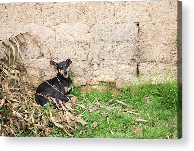 Animals Acrylic Print featuring the digital art Dogs in Huancas by Carol Ailles