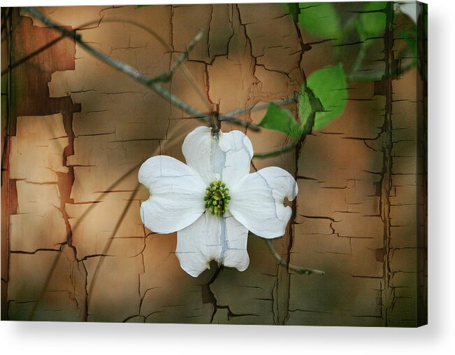 Dogwood Acrylic Print featuring the photograph Dogwood Bloom by Cathy Harper