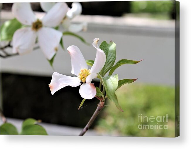 Dogwood Flowers Acrylic Print featuring the photograph Dogwood Flower Bloom by Carol Riddle