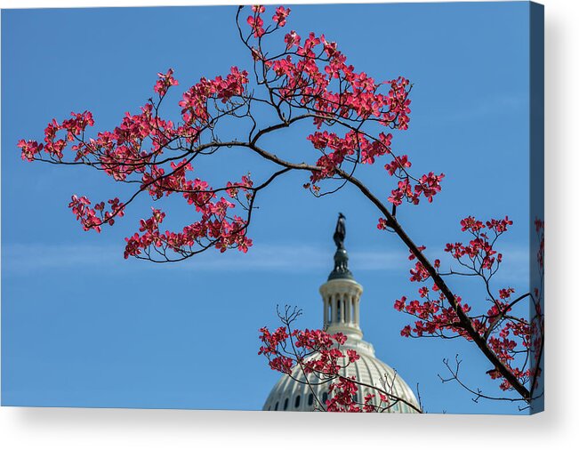 City Acrylic Print featuring the photograph Dogwood Over The Capitol by Jonathan Nguyen