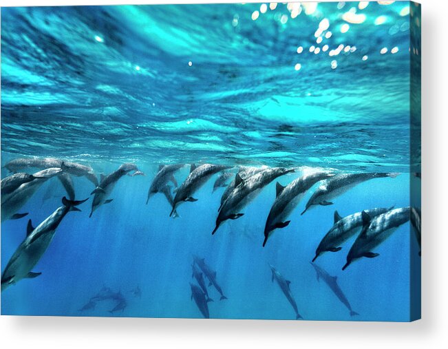 Sea Acrylic Print featuring the photograph Dolphin Dive by Sean Davey