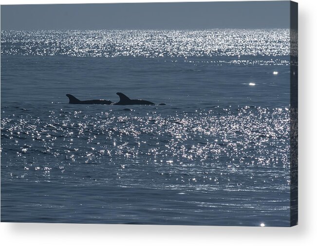 Atlantic Acrylic Print featuring the photograph Dolphins and Reflections by Allan Levin