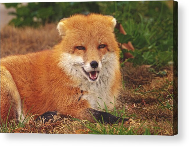 Animal Acrylic Print featuring the photograph Don't Make Me Laugh by Brian Cross