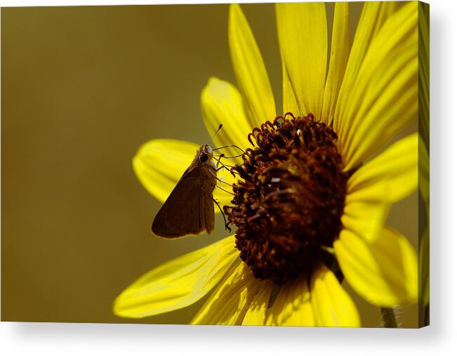 James Smullins Acrylic Print featuring the photograph Double dotted butterfly by James Smullins