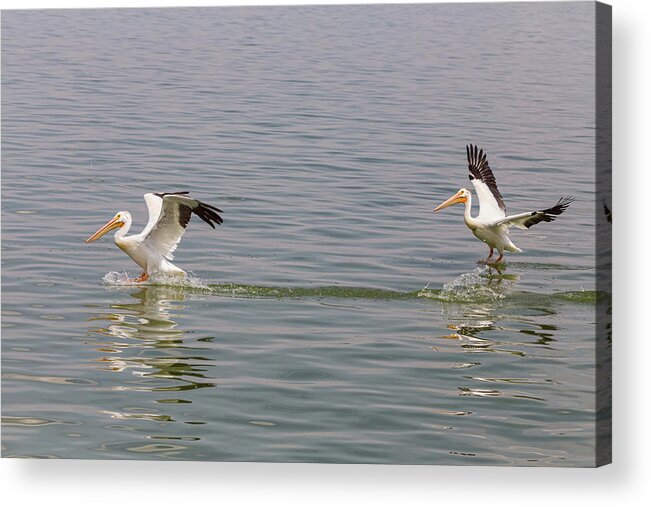 Pelican Acrylic Print featuring the photograph Double Pelican Splash Down by James BO Insogna