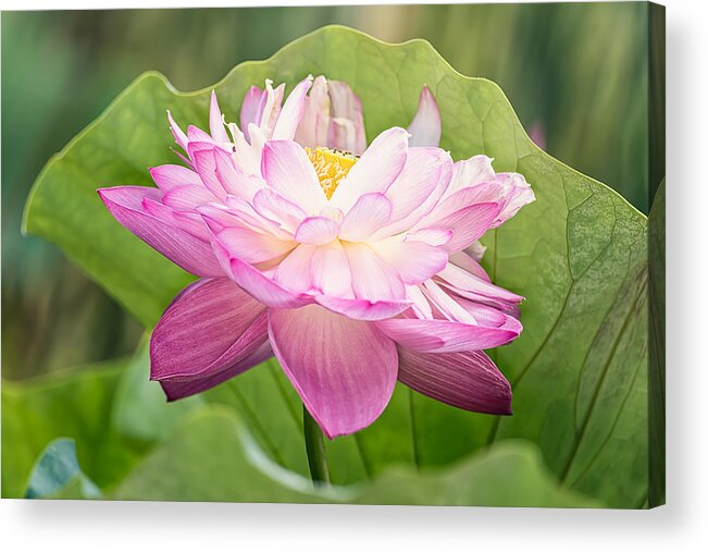 Lotus Acrylic Print featuring the photograph Double Pink by Jeff Abrahamson