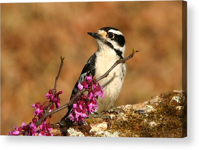 Nature Acrylic Print featuring the photograph Downy Woodpecker in Spring by Sheila Brown