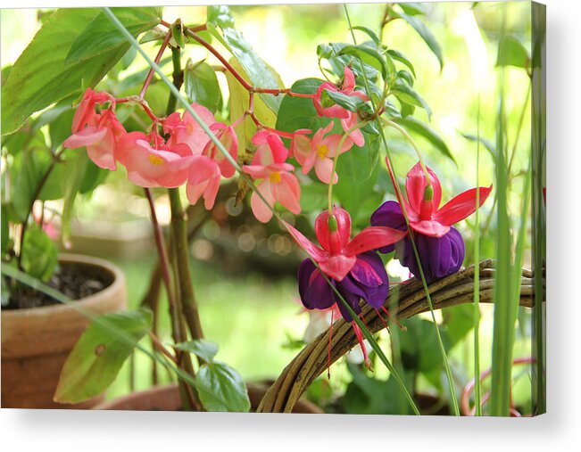 Flower Acrylic Print featuring the photograph Dragon Winged Begonia with Fuchsia by Allen Nice-Webb