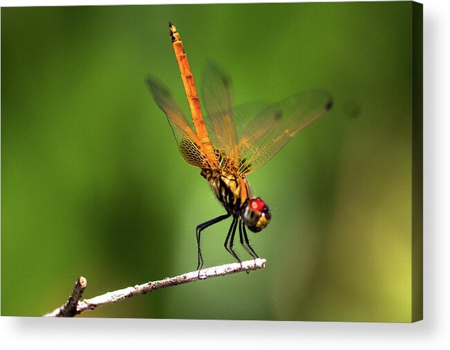 Nature Acrylic Print featuring the photograph Dragonfly by Peteris Vaivars
