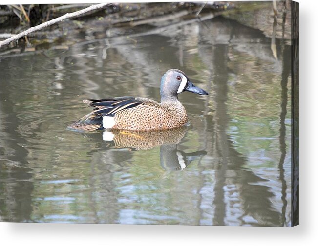 Anas Acrylic Print featuring the photograph Drake Blue Wing by Bonfire Photography