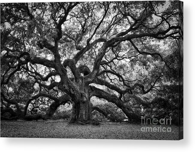Angel Oak Acrylic Print featuring the photograph Dramatic Angel Oak in Black and White by Carol Groenen