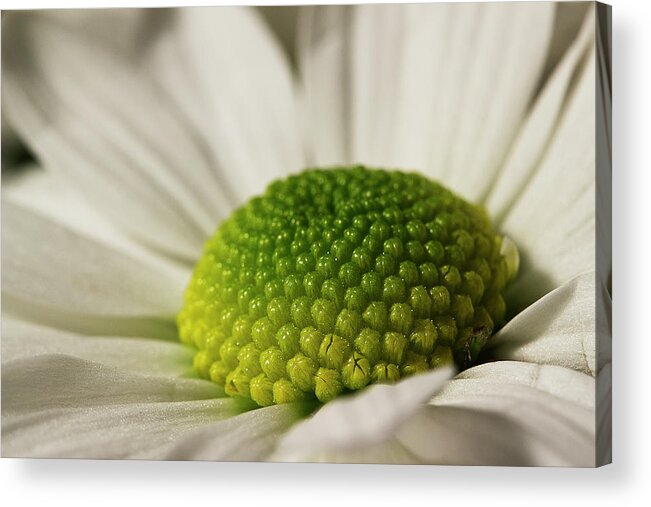 Daisy Acrylic Print featuring the photograph Dramatic Daisy by Morgan Wright