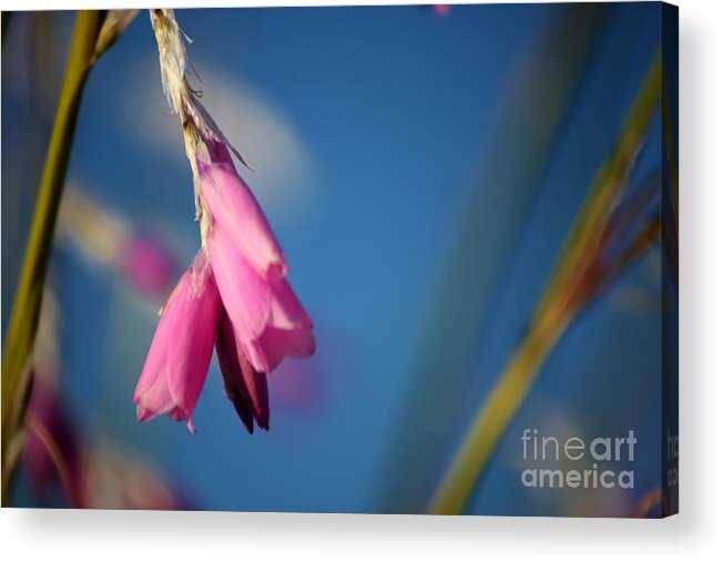 Floral Acrylic Print featuring the photograph Draped by Sheila Ping