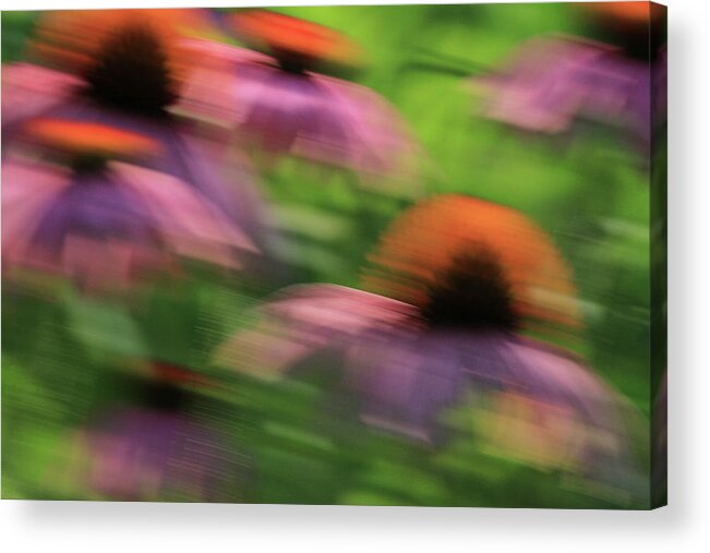 Coneflowers Acrylic Print featuring the photograph Dreaming of Flowers by Karol Livote