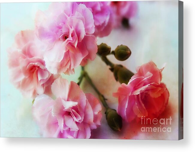 Pink Carnations Acrylic Print featuring the photograph Dreamy Carnations by Clare Bevan