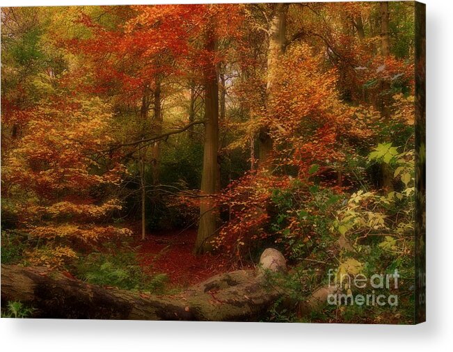 Autumn Leaves Acrylic Print featuring the photograph Dreamy Forest Glade in Fall by Martyn Arnold