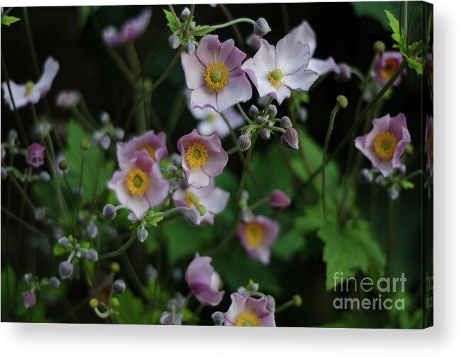 Dreamy Acrylic Print featuring the photograph Dreamy Japanese Anemone by Perry Rodriguez