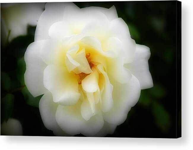 Rose Acrylic Print featuring the photograph Dreamy White Rose by Patricia Montgomery