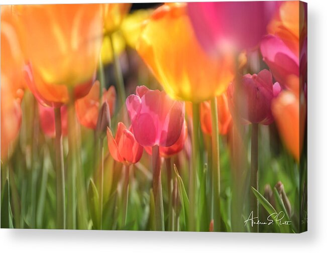 Tulip Acrylic Print featuring the photograph Drenched In Sunlight by Andrea Platt