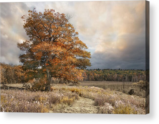 Tree Acrylic Print featuring the photograph Dressed In Autumn by Robin-Lee Vieira
