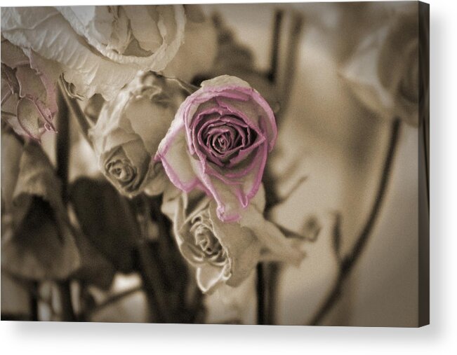 Sepia Acrylic Print featuring the photograph Dried White Rose in Sienna and Raspberry by Colleen Cornelius