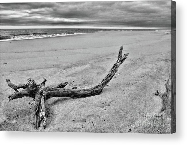 Paul Ward Acrylic Print featuring the photograph Driftwood on the Beach in Black and White by Paul Ward
