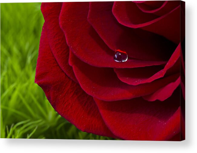 Wall Art Acrylic Print featuring the photograph Drop on a Rose by Marlo Horne