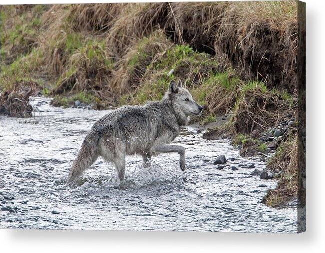 Wolf Acrylic Print featuring the photograph Druid Wolf 21M in Soda Butte Creek by Mark Miller