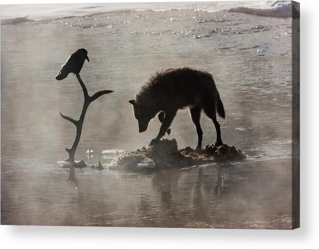 Mark Miller Photos Acrylic Print featuring the photograph Druid Wolf and Raven Silhouette by Mark Miller