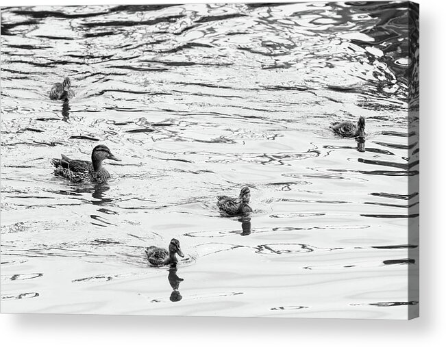 Babies Acrylic Print featuring the photograph Duck and Ducklings by SR Green