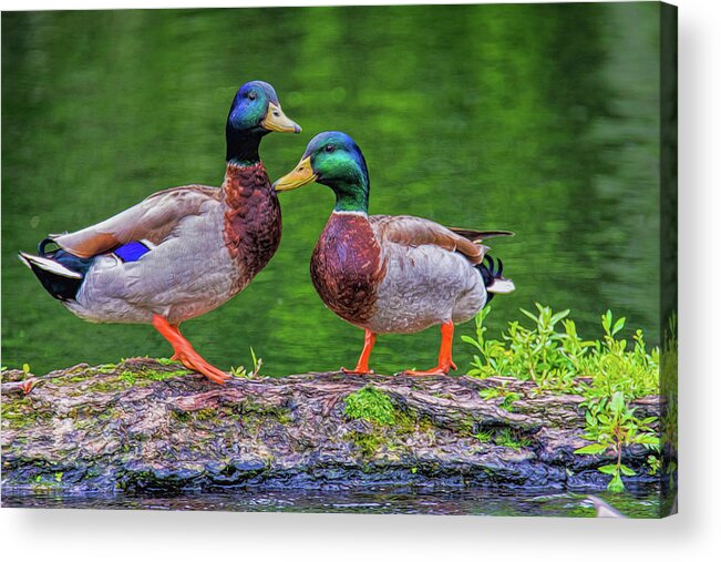 Mallards Acrylic Print featuring the photograph Duck Buddies by Cathy Kovarik