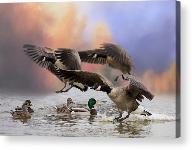 Canada Geese Acrylic Print featuring the photograph Duck Ducks 2 by Randy Hall