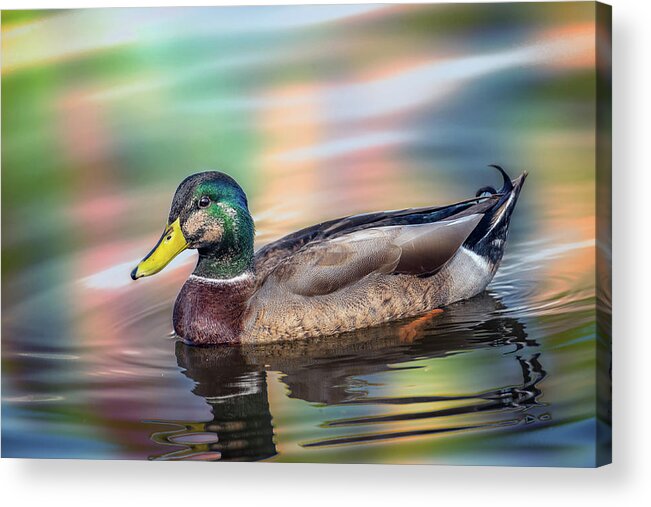 Duck Acrylic Print featuring the photograph Duck in water with Autumn colors by Patrick Wolf