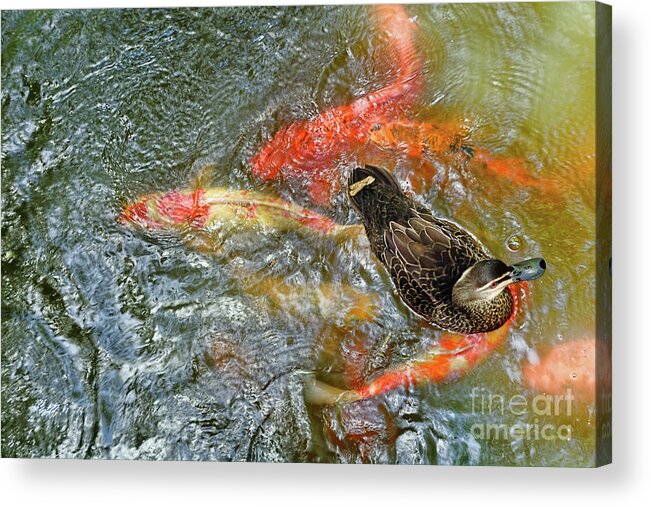 Duck On Koi Acrylic Print featuring the photograph Duck on Koi by Kaye Menner by Kaye Menner
