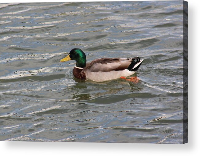 Duck Maleduck Wildlife Bird Beautiful Nature Landscape Water Waterfront Summer Male Us America Virginia Vacation Outdoors Nature Landscape Photo Photography Acrylic Print featuring the digital art Duck By the Riverside by Jeanette Rode Dybdahl