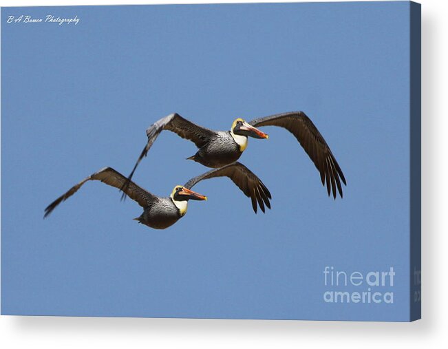 Brown Pelican Acrylic Print featuring the photograph Duel Pelicans in flight by Barbara Bowen