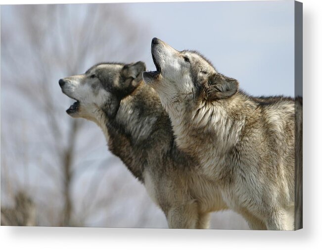 Wolf Canis Lupus Canid Animal Mammal Wildlife Howl Duet Photography Wolfsong Photograph Acrylic Print featuring the photograph Duet Howl by Shari Jardina